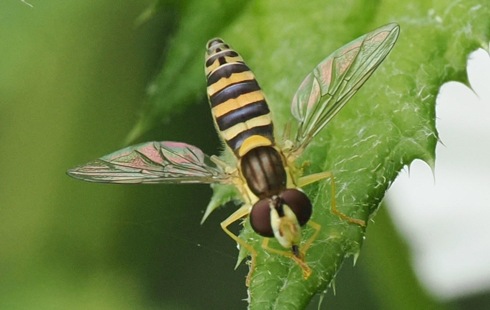 Sphaerophoria-sp-F